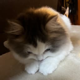 もももんがのアバター